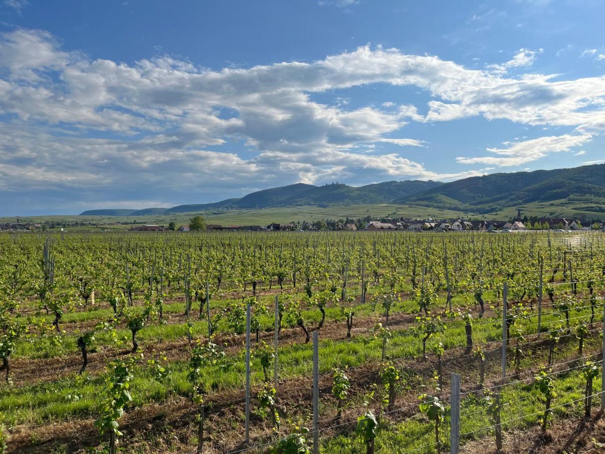 Gite Proche Colmar Vignoble Wettolsheim Exteriör bild